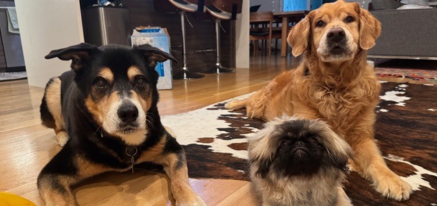 ff 911ece77b80b989d7707fb003ff14dea ff IMG 9979